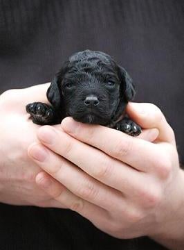 A Black Poodle