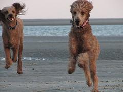 Standard Poodle