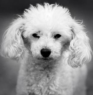 Toy Poodle Pic