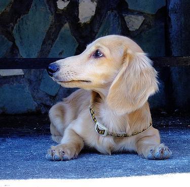 Dachshund X Kelpie