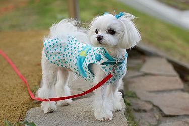 Hair Cuts  Dogs on New Hairstyle For Liz   Maltese Dogs Forum   Spoiled Maltese Forums