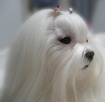 maltese dog pics