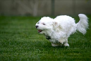 Maltese Puppy Information &amp; Training | Maltese Dog Pictures &amp; House ...