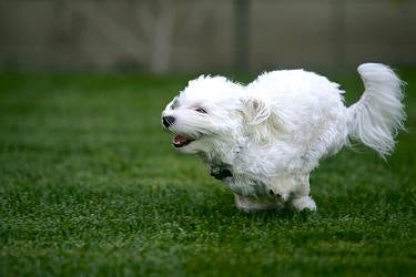 maltese puppies