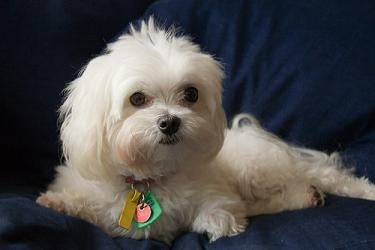 Maltese Pet Cut