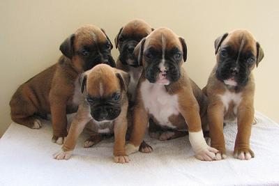 Boxer-Puppy-For-Sale.jpg