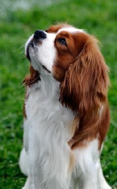 cavalier dog