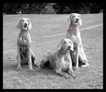 ... Dog Training School For Obedience &amp; Puppy Kindergarten Classes | Dog