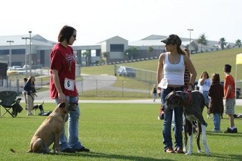 Dog Training Schools