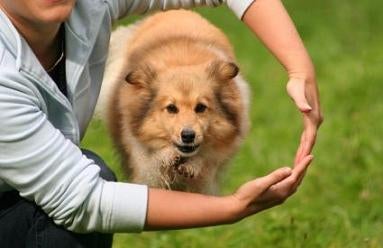 Dog Tricks | Teaching Dog Training Tricks | How To Teach Your Puppy ...