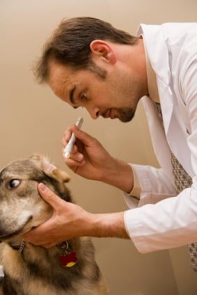 ear infections in dogs