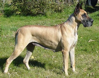 Great Dane Pictures