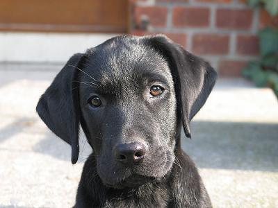 labs as puppies