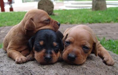 Miniature Pinscher Puppy Breeders