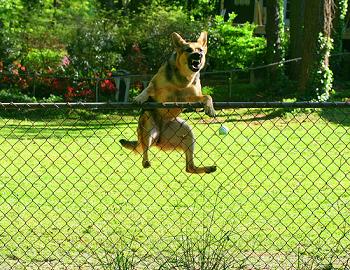 Stop Fence Jumping Dog