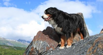 Bernese Mountain Dogs Care Training Health Issues Dog Puppies Coloring