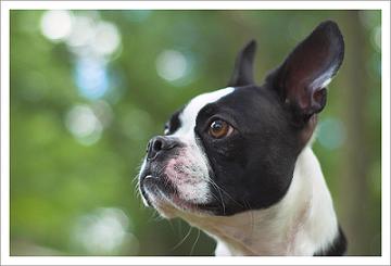 A Boston Terrier puppy is a