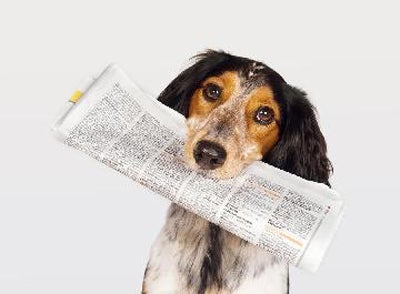 dog-training-news