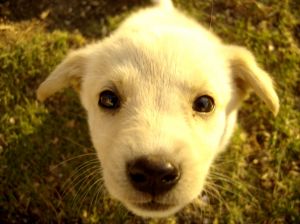 Puppy House Training Process - Teaching Your Puppy To "ask" To Go ...
