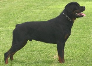 What Is The Best Dog Food For My Rottweiler Puppy