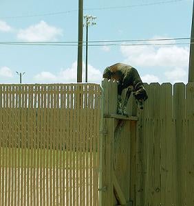 how to get my dog to stop jumping the fence