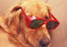 Dog In Sunglasses